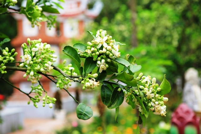 Nhà thơ Phan Thị Thanh Nhàn từng chia sẻ trên báo: “Hương thầm cứ lặng lẽ, đến người đưa tiễn cũng không hay biết, ngay cả khi nằm xuống đất lạnh rồi vẫn không hay biết”.