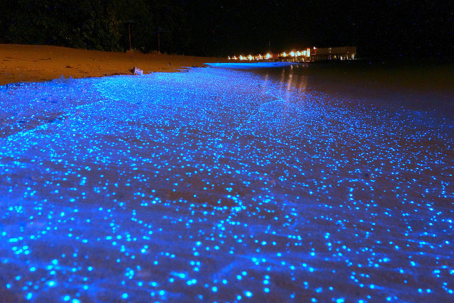 Sóng phát quang, từng xuất hiện tại bãi biển Manasquan (New Jersey, Mỹ), bãi biển Torrey Pines (California, Mỹ), đầm sáng (Jamaica), hồ Gippsland (Australia), bờ biển Andaman (Thái Lan), vịnh Toyama ( Nhật Bản) và Zeebrugge (Bỉ). Đây là hiện tượng thiên nhiên có tên phát quang sinh học do sinh vật sống là các phù du bị xáo trộn tạo ra.