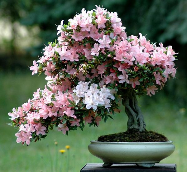 Tưới chỉ đủ ẩm, không tưới đẫm làm úng rễ hoặc nếu chậu thoát nước tốt thì cũng trôi mất chất dinh dưỡng trong đất. Để kích thích sinh trưởng cho cây ra nụ, có thể tưới hơn bình thường một chút. Nếu cần thì phun nước nhiều lên xung quanh lá, hoa, chậu và mặt đất để tăng độ ẩm không khí vào những ngày hanh khô.