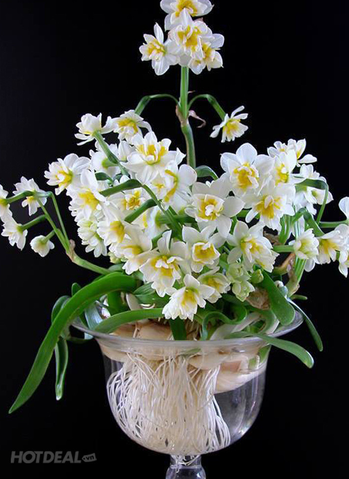 Tốt nhất chọn các hòn sỏi có kích thước đồng đều, rửa thật sạch sau đó xếp ở đáy bình thủy tinh, đặt củ thủy tiên thẳng đứng lên trên rồi tiếp tục xếp các hòn sỏi khác xung quanh lấy chỗ cho rễ củ len xuống.