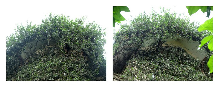 Ngoài độ mỏng dày của dây leo phủ quanh, có lẽ 2 mái nhà cũng không còn điểm khác biệt nào nữa.
