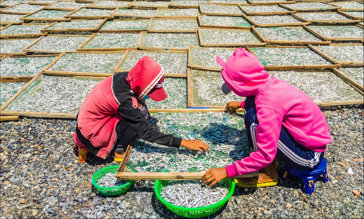 Những loài cá cỡ nhỏ như cá cơm được cho vào lò hấp. Ngư dân ở lò sẽ ngồi lựa cá theo từng kích cỡ để chế biến. Trong ảnh, hai bạn trẻ đang lật các vỉ cá và đem phơi. Bên cạnh việc quan sát cách làm nghề chài lưới của ngư dân, du khách còn có thể mua hải sản tươi sống và nhờ người dân chế biến luôn với giá cực rẻ. Ảnh: Trần Phương.