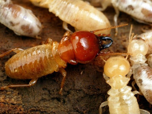 Khi dùng, chỉ cần đặt trước tổ nhử mối ăn và diệt. Bả diệt mối sinh học này đã được công nhận là tiến bộ khoa học và công nghệ. Người dân có thể yên tâm sử dụng biện pháp này để diệt mối.