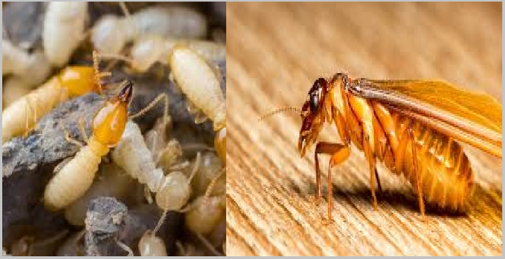 Ở các khu đô thị thường gặp nhất là mối gỗ khô (Cryptotermes domesticus) và mối gỗ ẩm (Coptotermes gestroi), ở vùng bán sơn địa, làng mạc, rừng núi có thêm loài mối đất (Odontotermes hainanensis). Mối có đặc điểm ưa ánh sáng đèn, nên thường bay vào nhà lúc chập tối.