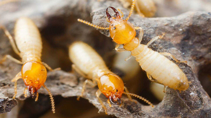 Chính vì vậy, ngay khi phát hiện có mối, người dân phải lập tức nghĩ ngay đến việc diệt mối càng sớm càng tốt. Bởi lúc ít dễ diệt, khi mối sinh sôi nảy nở nhiều việc diệt vừa tốn kém lại khó.