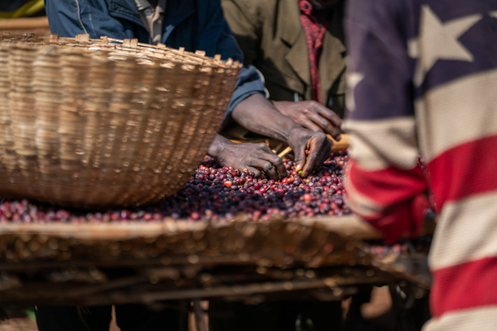Cây cà phê ở Ethiopia đã trở thành một phần trong văn hóa, tín ngưỡng của quốc gia này. Người dân sẽ tự chế biến cà phê, sau đó, thức uống hảo hạng này được dọn ba lần vào sáng, trưa, và chiều, mỗi lần có thể kéo dài đến 2-3 giờ.