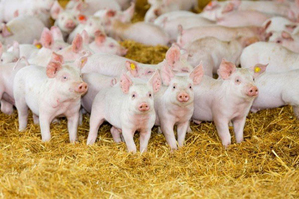 7. Lợn đẻ nhiều con nhất trong cùng 1 lứa Sow 570 đã sinh ra một số lượng heo con rất ấn tượng. Thông thường, một lứa đẻ lợn nái thường sinh khoảng 12 lợn con. Tuy nhiên vào ngày 21/09/1993, cô lợn mang mã số "Sow 570" tại trang trại Eastfield House, Yorkshire, Anh đã hạ sinh một lứa nhiều gấp 3 bình thường. Có 37 chú lợn con đã ra đời, trong đó 33 con còn sống, một tỉ lệ đầy ấn tượng!