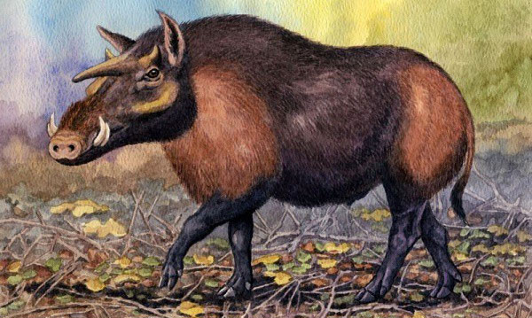 3. Loài lợn rừng lớn nhất trong lịch sử. Kubanochoerus gigas - hay lợn kỳ lân. Tuy Big Bill là chú lợn lớn nhất từng được ghi nhận, nhưng chú ta không sống trong môi trường hoang dã mà được vỗ béo bởi con người. Nếu tính riêng trong thế giới tự nhiên, thì danh hiệu lợn có kích cỡ lớn nhất thuộc về một loài đã tuyệt chủng, với một cái tên rất kêu là "lợn kì lân" Kubanochoerus gigas. Sở dĩ mang cái tên nghe huyền ảo như vậy, bởi con đực của loài sở hữu một chiếc sừng lớn trên trán, có thể được dùng với mục đích giao chiến với các con đực cùng loài. Lợn kì lân từng sống ở vùng bây giờ là Nga và Trung Quốc từ cách đây 7-20 triệu năm. Các cá thể trưởng thành của loài có thể đạt tới cân nặng 500 kg, cùng chiều cao ngang vai là 1,2m.