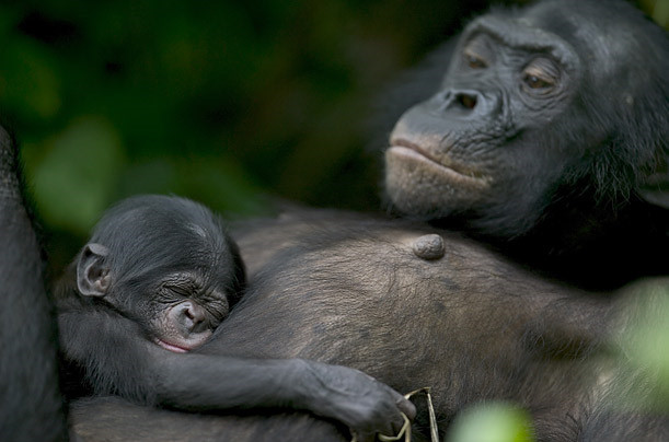 Cụ thể, sau khi khỉ bonobo mẹ lấy một miếng tỏi tây từ con con đang chơi, khỉ mẹ đã lắc đầu nói không khi con con đòi lại. Trước đây, khỉ bonobo cũng được quan sát thường xuyên lắc đầu trong khi chơi.
