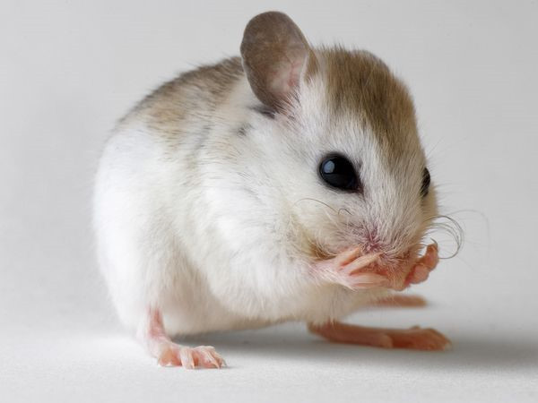 Các nhà nghiên cứu ghi nhận những chuyển động trên khuôn mặt của những con chuột sau khi tiêm cho chúng một chất gây viêm. Giống như con người, những con chuột đã thể hiện sự khó chịu thông qua nét mặt, với mắt thu hẹp, má phồng, tai rung dữ dội, và râu chụm lên hoặc phẳng ra khi đau dữ dội.