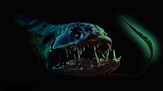 Dragonfish là loài sinh vật "dị" sống ở nơi sâu nhất Trái đất. Sống ở độ sâu từ 2-5km dưới lòng biển tối om, loài cá này có một cái vòi phát sáng để thu hút con mồi đến gần miệng chúng.