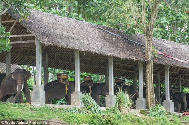 Theo điều tra của Hiệp hội Bảo vệ động vật thế giới, 100% khu du lịch tại Bali có những loài động vật như voi, hổ, cá voi hoặc cầy hương không thể đáp ứng nhu cầu tối thiểu của chúng. Ảnh: WAP.