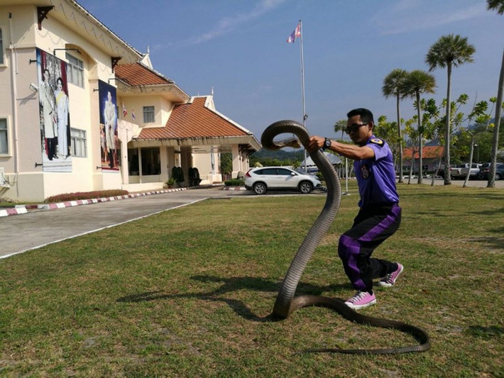 Con rắn hổ mang chúa này nặng khoảng 20 kg dài gần 5 mét. Rắn hổ mang chúa là một trong những loài rắn độc dài nhất thế giới, với chiều dài tối đa ghi nhận được trong tự nhiên là 7 mét, cân nặng tối đa lên đến 30 kg. Rắn hổ mang chúa có khả năng giáng một vết cắn tử vong cho nạn nhân. Nọc độc tấn công hệ thần kinh trung ương của nạn nhân, dẫn đến đau nhức, mờ mắt, chóng mặt, buồn ngủ và cuối cùng tê liệt.