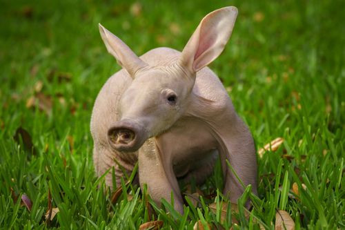 Lợn đất có thị lực kém nhưng khứu giác và thính giác lại cực nhạy. Tuy thị lực kém nhưng chúng là loài hoạt động về đêm, còn ngày ẩn náu trong hang mát mẻ dưới lòng đất.