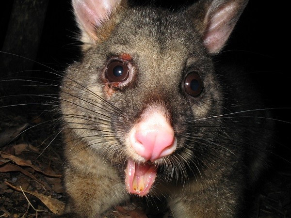 Thú có túi Brushtail. Loài thú này có thể phát ra âm thanh giống như chiếc cưa máy khi nó rít thanh quản của mình. Một số con khác lại có thể tạo ra những tiếng như một chiếc xe đang lên ga.