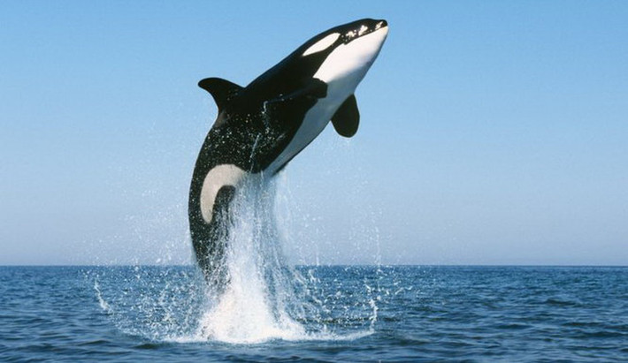 Cá voi sát thủ, hay còn gọi là cá hổ kình, có tên khoa học là Orcinus orca, là một loài cá voi có răng thuộc họ cá heo đại dương, họ mà nó là loài cá voi lớn nhất.