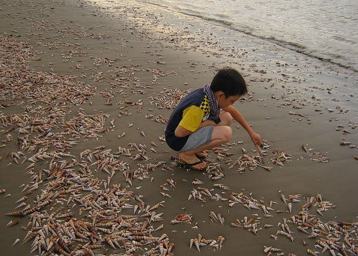 Những con ốc nằm la liệt trên bãi biển tạo thành một nét đặc trưng riêng của vùng biển nơi đây.