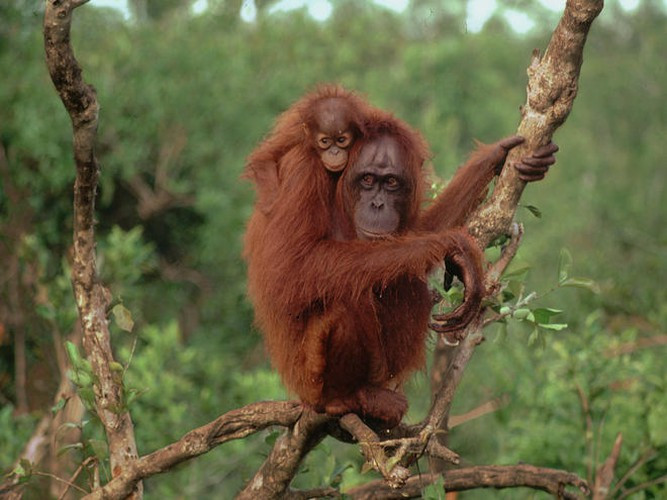 Đười ươi tại đảo Borneo lại có cách cảnh cáo kẻ thù vô cùng kỳ quái. Khi phát hiện rắn, hổ, báo hay con người đến gần, chúng hôn tay, lá hoặc cây, tạo ra những âm thanh ghê rợn, báo cho kẻ thù biết rằng chúng đã biết sự xuất hiện của những kẻ đó.