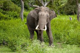 Voi (Elephas maximus) là loài động vật từng phân bố khắp các vùng miền ở Việt Nam, gắn bó với sản xuất, chiến đấu và văn hóa của người Việt. Tuy nhiên, hiện tại, voi hoang dã ở Việt Nam đang trong tình trạng nguy cấp.