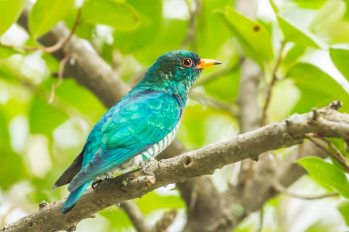 Tìm vịt lục bảo châu Á (Chrysococcyx maculatus) là một loài chim sặc sỡ thuộc họ Cu cu, được tìm thấy trong các khu rừng phía Nam và Đông Nam Á, trong đó có Việt Nam.