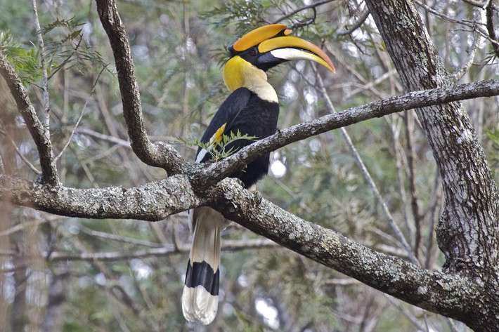 Chim hồng hoàng (Buceros bicornis) là một loài chim quý hiếm của Việt Nam. Chúng gây ấn tượng đặc biệt với một chiếc “mũ” lớn màu vàng tươi nhô ra trên đầu và mỏ.