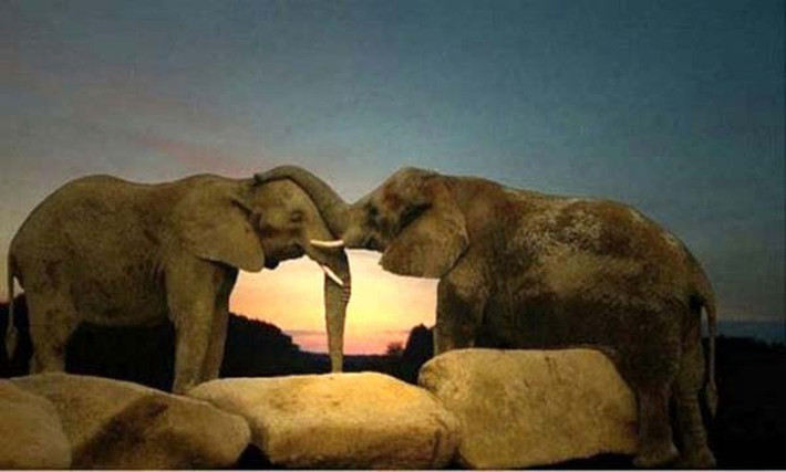 Chú voi hôn “bạn đời” đầy ngọt ngào, âu yếm.