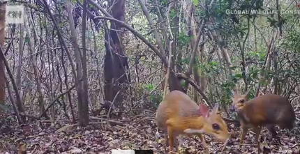 Trước đó, nhóm các nhà khoa học đã lắp đặt camera trong 5 tháng tại những khu vực gần thành phố Nha Trang mà người dân địa phương cho hay có sự xuất hiện của cheo cheo lưng bạc. Camera ghi nhận 275 bức ảnh về loài vật này.