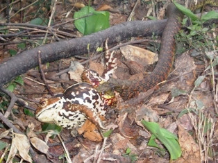 Loài rắn Tiger keelback, hay còn gọi là rắn hổ, rắn cỏ Nhật vốn là loài rắn không độc, là loài bản địa ở Nhật Bản. Tuy nhiên, loài này có mưu kế vô cùng tinh vi, đó là ăn thịt cóc độc để hấp thụ lấy chất kịch độc về cho mình.