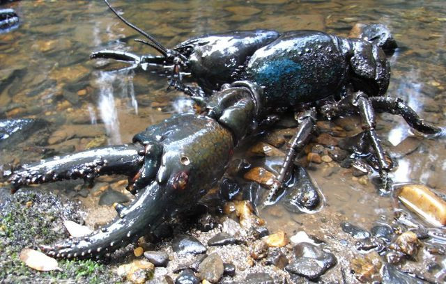 Nằm trong danh sách đỏ của IUCN, tôm hùm đất khổng lồ là loài có nguy cơ tuyệt chủng do bị đánh bắt quá mức và suy thoái môi trường sống.