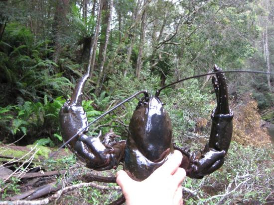 Tôm hùm đất khổng lồ Tasmania đang đứng trước nguy cơ tuyệt chủng.