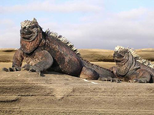 Thằn lằn Iguana được xếp vào danh mục loài dễ bị tổn thương của IUCN, được liệt kê trong Phụ lục II của Công ước CITES, được bảo vệ theo luật pháp của Ecuador. Chúng bị đe dọa bởi hiện tượng El Nino khiến lượng thức ăn bị giảm sút. Hiện còn khoảng 50.000 cá thể sinh sống trên các đảo của Galapagos.