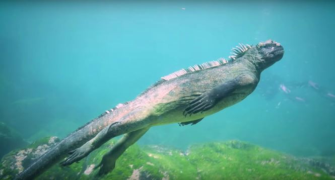 Dù vậy, thằn lằn biển Iguana không ăn thịt. Thay vào đó, chúng ăn các loại tảo. Hàm răng của Iguana rất sắc và có cấu trúc như những chiếc máy nạo để nạo tảo bám ở nền đá. Chúng thường sống tập trung thành đàn ở các bãi đá ven biển, nơi mà chúng sưởi ấm sau khi ngâm mình dưới nước lạnh.
