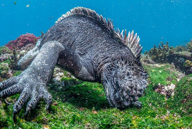Thằn lằn biển Iguana là loài thằn lằn hiếm hoi có thể sống ở môi trường ở biển. Đây là loài sinh vật đặc hữu, chỉ có ở quần đảo Galápagos (thuộc vùng biển ngoài khơi Ecuador).