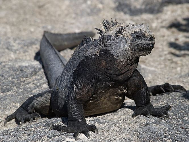 Thằn lằn biển Iguana có khả năng bơi siêu hạng. Chúng có thể lặn sâu đến 30 m và ở dưới mặt nước một giờ đồng hồ. Charles Darwin trong chuyến viếng thăm quần đảo đã từng miêu tả loài cự đà biển như những "con quỷ bóng tối" trên các bãi biển.