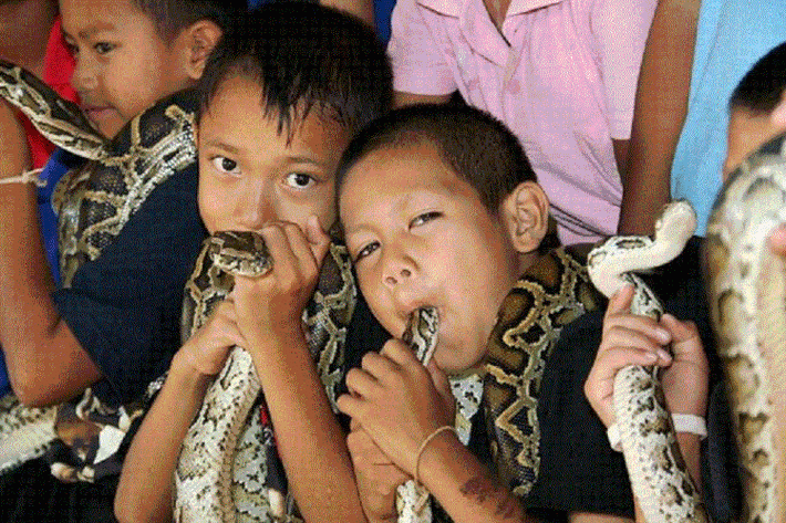 Nơi coi rắn hổ mang là thú cưng, hôn hít suốt ngày. Tại ngôi làng nhỏ nằm phía đông bắc Thái Lan, thuộc tỉnh Khon Kaen, Ban Kok Sa-nga, rắn hổ mang được xem như vật nuôi cưng trong nhà. Những đứa bé địa phương đều đã được dạy cách chiến đấu với loài vật nguy hiểm này cũng như cách cho chúng ăn uống từ nhỏ.