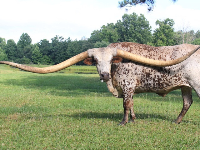 Chú bò sừng dài Poncho Via, đến từ bang Alabama, Mỹ, xác lập kỷ lục là chú bò có sừng dài nhất thế giới, 323,74 cm.