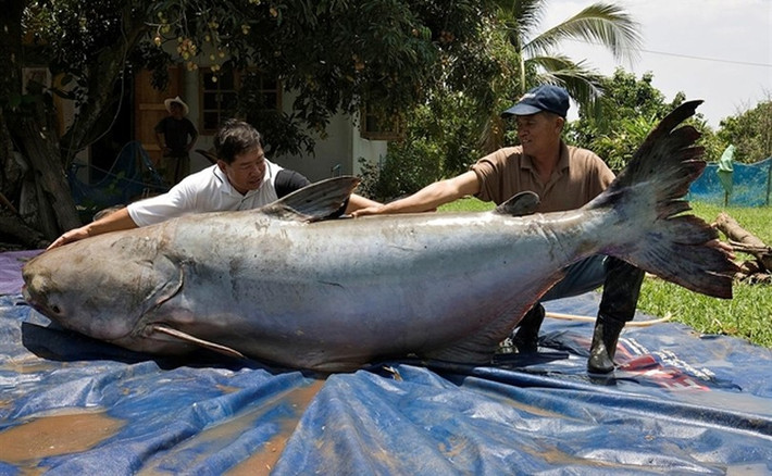 Thịt cá tra dầu có màu đỏ tươi, da dày, rất dai. Đặc biệt, thịt cá có vị béo ngậy đặc trưng, cảm giác không thể nào lẫn với loài khác. Cá tra dầu rất giàu dinh dưỡng, đặc biệt là omega-3. Những món ăn được chế biến từ cá tra dầu là những món ăn vừa thơm ngon, vừa có lợi cho sức khỏe. Chính vì vậy, mà loài cá này rất được săn lùng nên ngày càng hiếm trong tự nhiên. Hiện chính quyền đang tích cực tìm các biện pháp bảo tồn loài sinh vật quý hiếm.