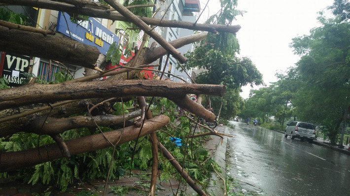 Cây phượng đổ gãy trên đường Nguyễn Ngọc Vũ.