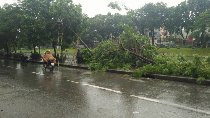 Trong số hàng trăm cây gãy đổ, chiếm một phần lớn là cây phượng. Ảnh: Hàng dài cây phượng gãy đổ đè lên nhau suốt dọc đường ven sông Tô Lịch.