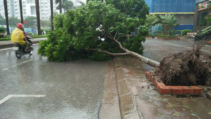 Cây xanh bật gốc khiến việc di chuyển trên nhiều tuyến phố gặp khó khăn.