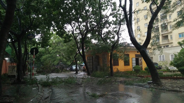 Cây đổ hướng vào trường THPT M.V. Lômônôxốp.