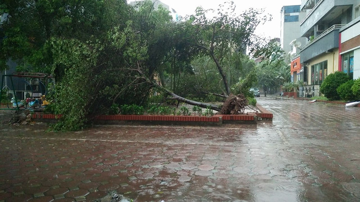 Cây đổ trong khuôn viên khu chung cư.