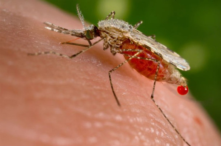 Muỗi vằn Anopheles quadrimaculatus là một loài muỗi phải chịu trách nhiệm đối với hầu hết các trường hợp mắc bệnh sốt rét ở Bắc Mỹ. Sự xâm lược đáng sợ của chúng khiến nhiều người phải rùng mình. Chúng thường được tìm thấy tại các thảm thực vật thủy sinh như ruộng lúa và kênh mương liền kề, đầm nước ngọt, hồ, ao, vũng nước đọng.