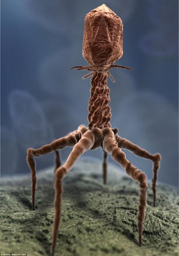 Đây là hình ảnh của một virus được nhìn dưới kính hiển vi.