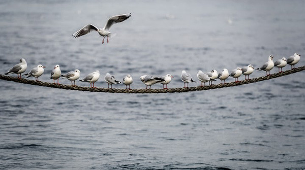 Chim hải âu bay qua sợi dây thừng trên bờ Hồ Geneva. Hình ảnh: Fabrice Coffrini / AFP / Getty Images