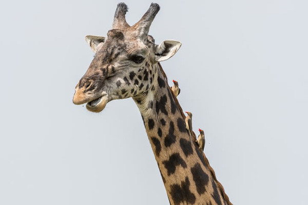 Chim bắt ký sinh trùng trên cơ thể hươu cao cổ. Hình ảnh: Ingo Gerlach / Barcroft Images