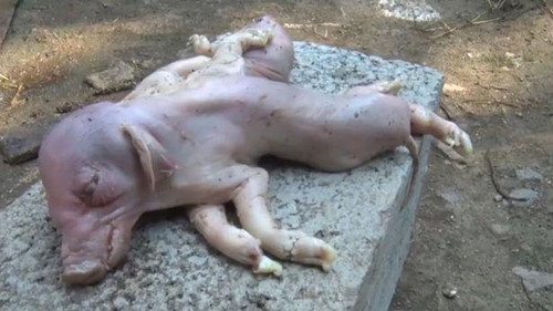 Cùng thời điểm, một con lợn đột biến một đầu, hai thân, tám chân ở Trung Quốc gây kinh ngạc không kém. Xem thêm>>> Kỳ quái lợn con một đầu, hai thân, tám chân đột biến