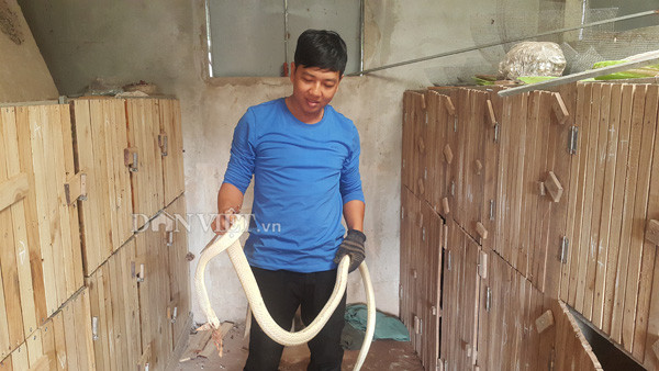 7. Rắn long thừa bạch tạng cực hiếm Sở hữu con rắn toàn thân màu trắng, mắt và lưỡi màu đỏ, dài hơn 2m, nặng hơn 2kg được nhiều đại gia hỏi mua và trả giá 100 triệu đồng nhưng anh Phạm Văn Điệp ở huyện Kim Sơn (Ninh Bình) vẫn chưa muốn bán. Theo anh Điệp, con rắn trên thuộc loại rắn hổ trâu hay còn gọi rắn long thừa, rắn hổ hèo, rắn hổ dện, rắn ráo trâu. Trái ngược với các con cùng loài màu nâu nhạt thì con rắn của anh lại có màu trắng bạch tạng cực lạ. Nói về con rắn đặc biệt của mình, anh Điệp cho hay: "Khoảng 4 năm về trước, trong một lần đi kiểm tra trứng rắn nở tôi phát hiện ra con rắn thân màu trắng đặc biệt này. Thấy con rắn có màu lạ, tôi tách riêng và chăm sóc, đến giờ rắn đã trưởng thành đạt trọng lượng 2kg".