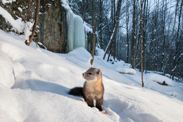 Chồn mactet đi kiếm ăn ở Ontario, Canada. Ảnh: Ryan Carter / Alamy Stock Photo