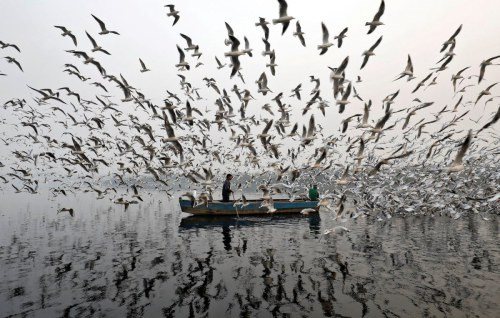 Hình ảnh đàn chim mòng biển bao quanh một con thuyền trên sông Yamuna ở New Delhi, trong khi phần còn lại đang chìm trong khói bụi đã lột tả được vấn nạn ô nhiễm môi trường nhức nhối ở Ấn Độ. Ảnh: Saumya Khandelwal/REUTERS